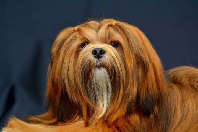 Лхаса апсо: фото собак, описание породы, уход и воспитание