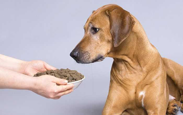 Основные причины истощения у собак: действия при потере аппетита, откорм псов