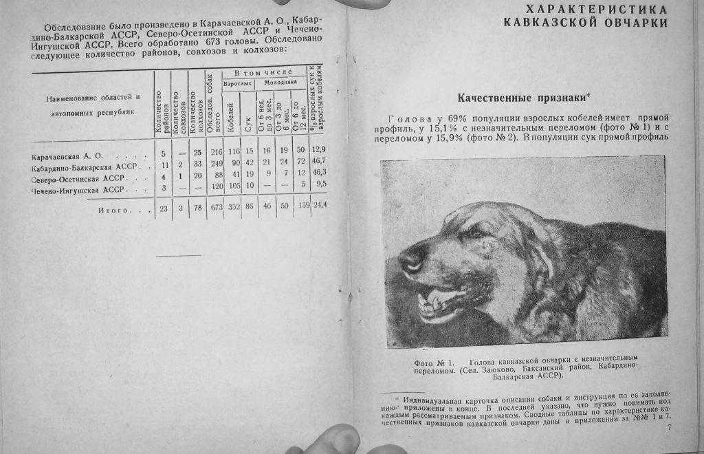 Немецкая овчарка собака. описание, особенности, виды, уход, содержание и цена породы | живность.ру