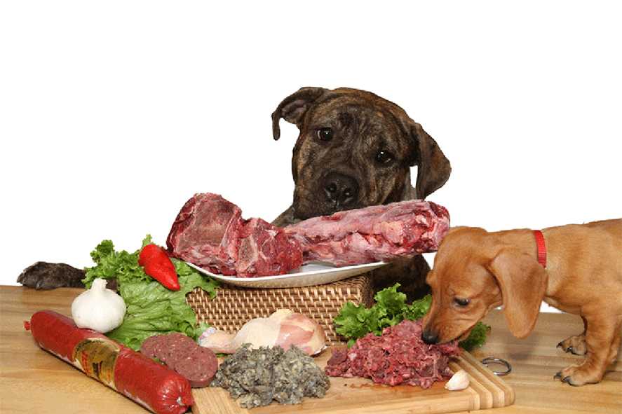 Как правильно кормить собаку: сухими кормами или натуральное кормление, как расчитывать дозы еды, как избежат ожирения