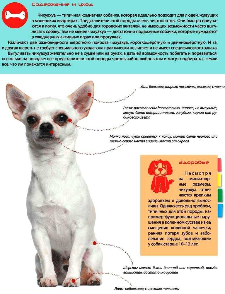 Собака чихуахуа - фото, цена, клички, описание