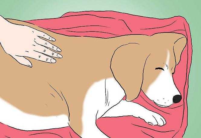 Бешенство у собак: симптомы и первые признаки заболевания