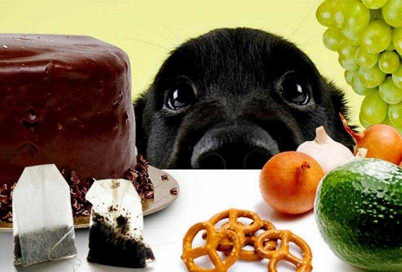 Почему собакам нельзя шоколад — последствия употребления