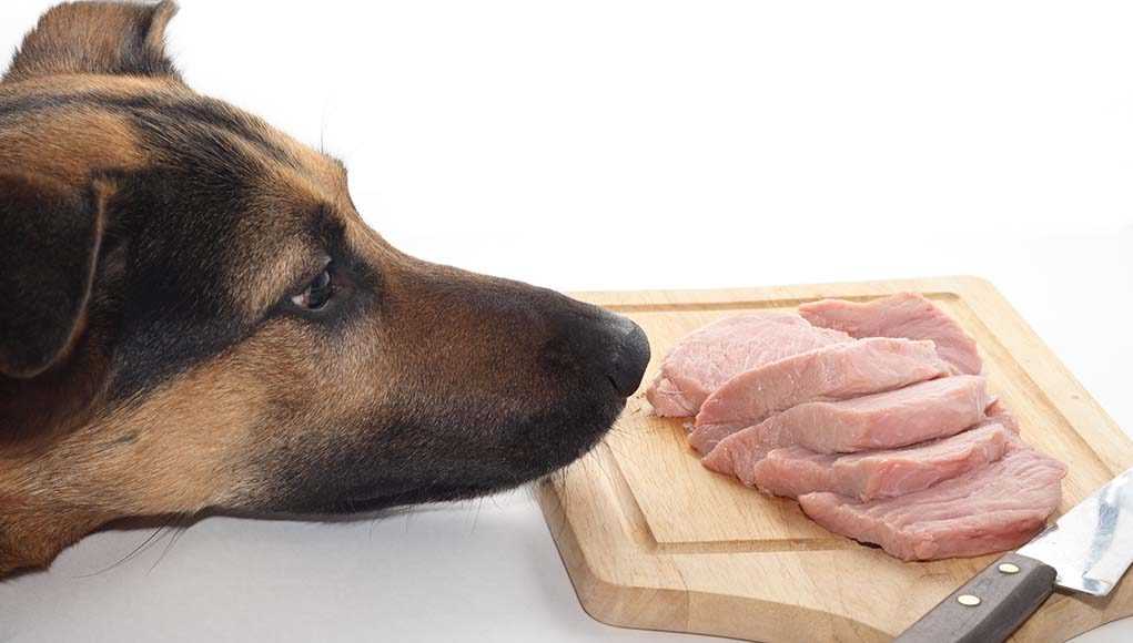 Почему собак нельзя кормить свининой