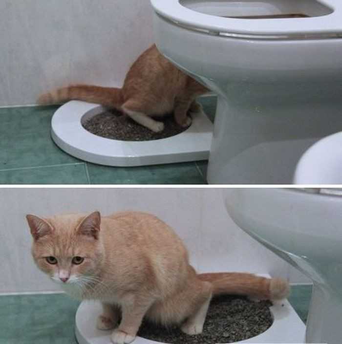 Кошка часто ходит в туалет по маленькому - почему?
