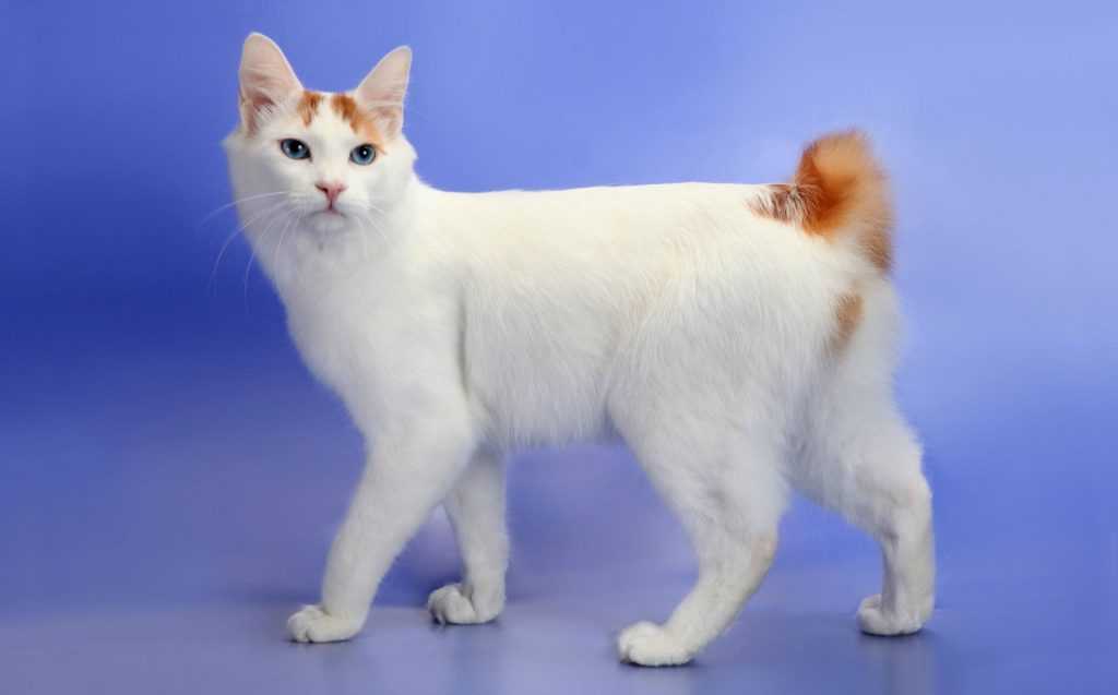 Курильский бобтейл: фото и описание породы, отличия кошки и кота, а также короткошерстной и длинношерстной разновидности