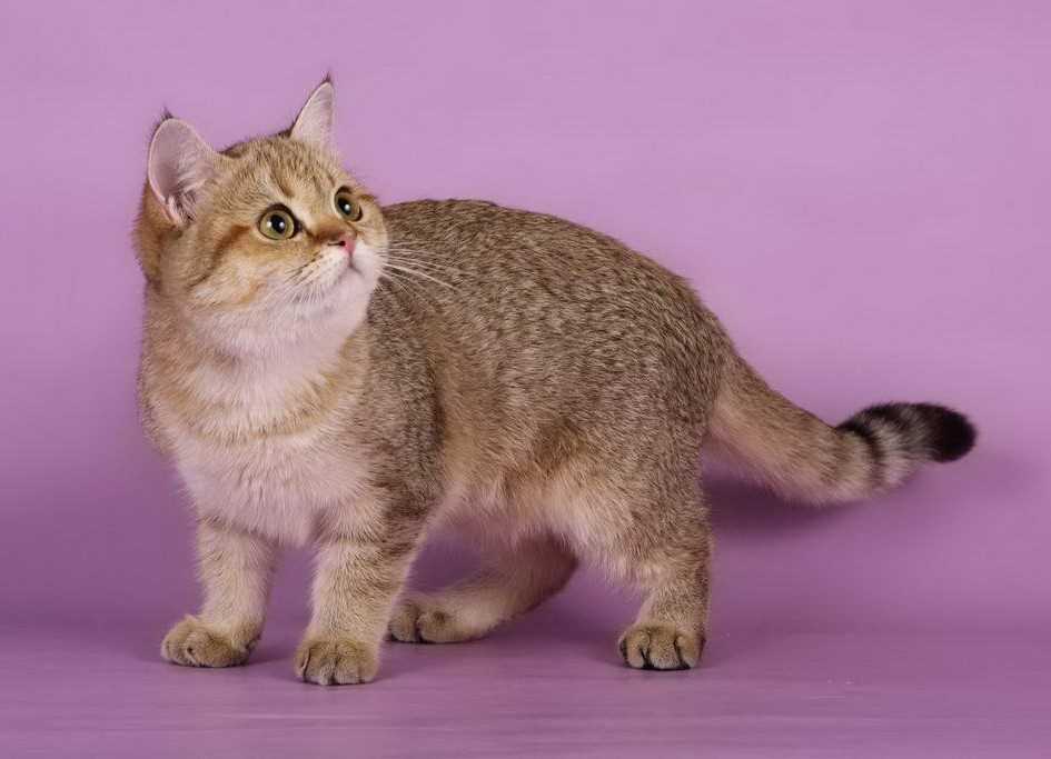 Благородная порода кошек -золотистая шиншилла