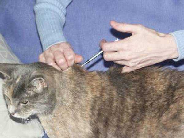 Как сделать укол кошке самостоятельно и аккуратно — подробная инструкция и мой личный опыт