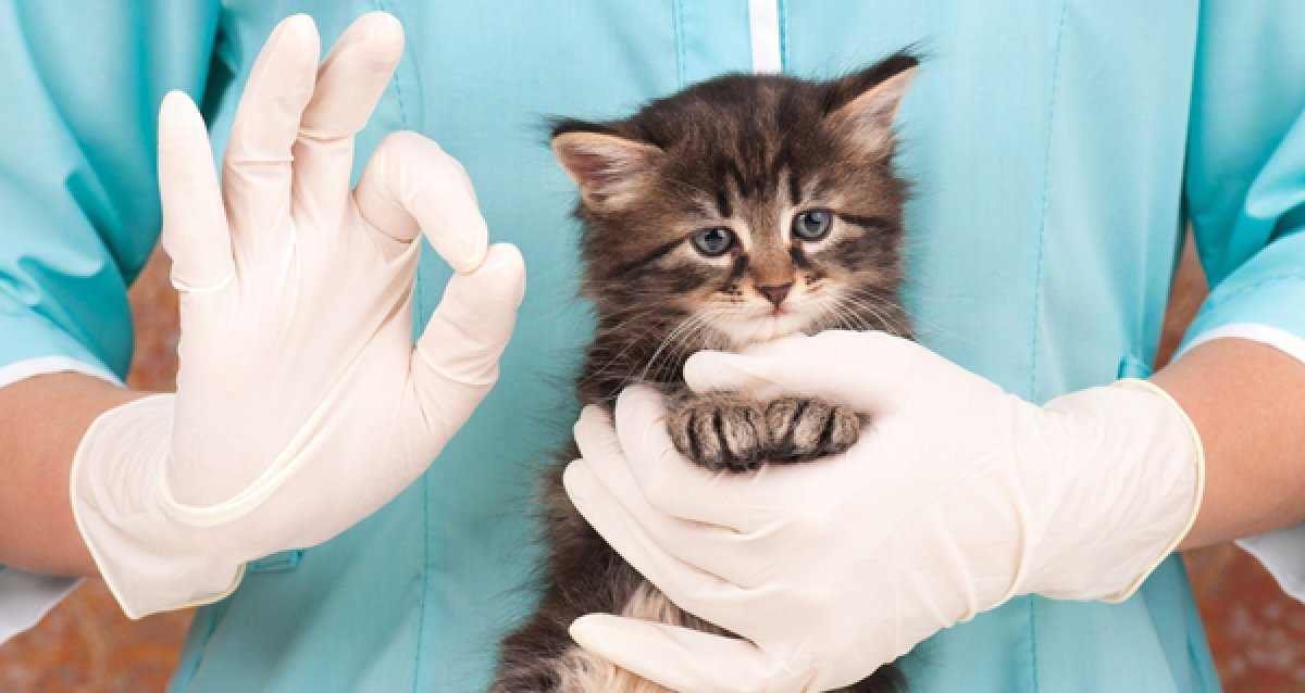 Стерилизация кошек: плюсы и минусы, уход после стерилизации