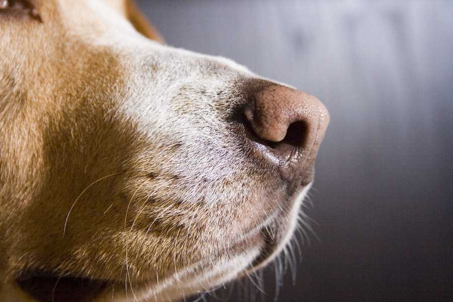Кашель у собаки: причины и последствия. что делать хозяину?