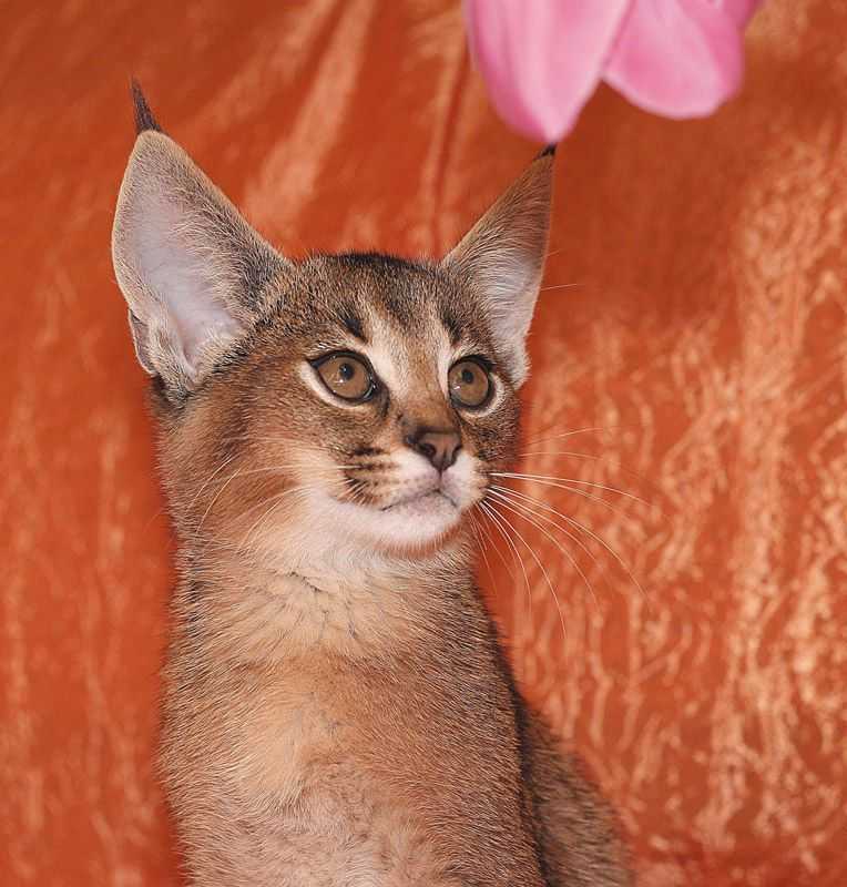 Описание породы кошек каракал