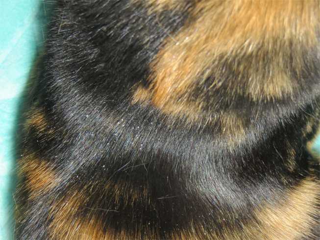 Жирная шерсть за ушами кошка
