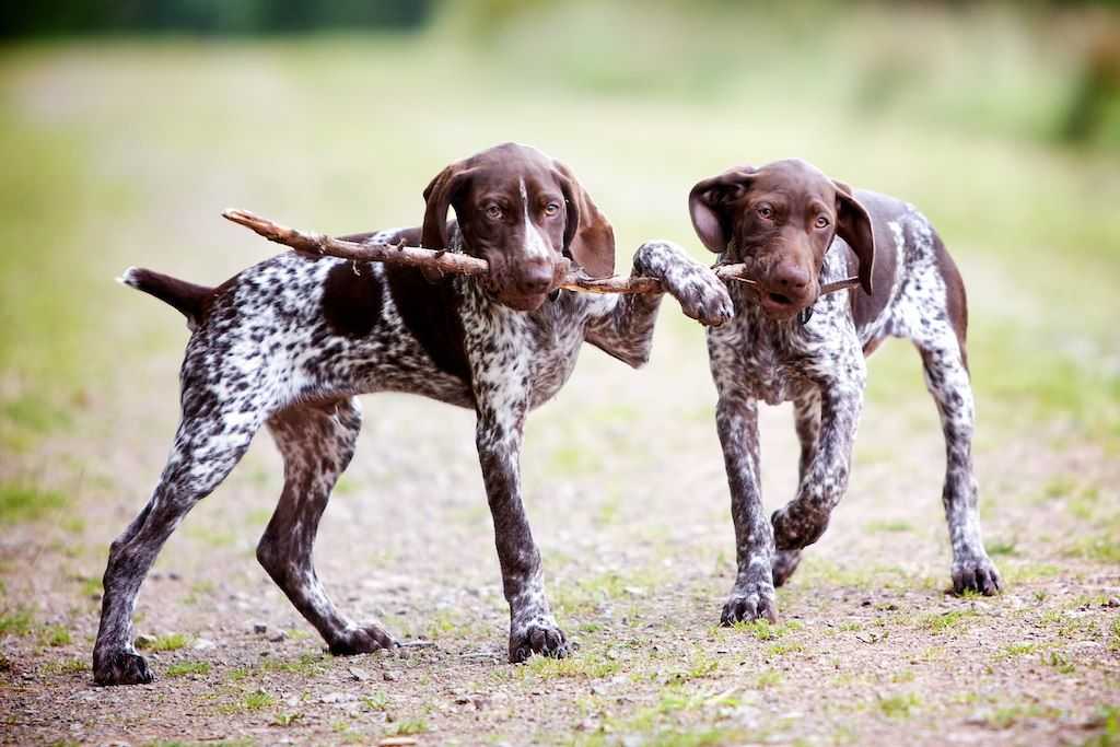 Курцхаар: описание охотничьей породы собак, советы по уходу и содержанию