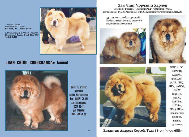 Собака чау-чау - воспитание упрямой собаки и особенности ухода за породой (145 фото)