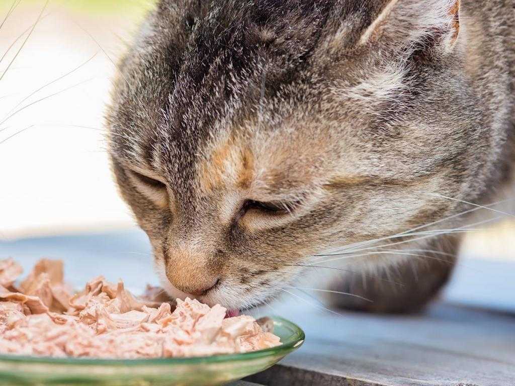 Можно ли кормить кастрированного кота рыбой – корм для стерилизованной кошки