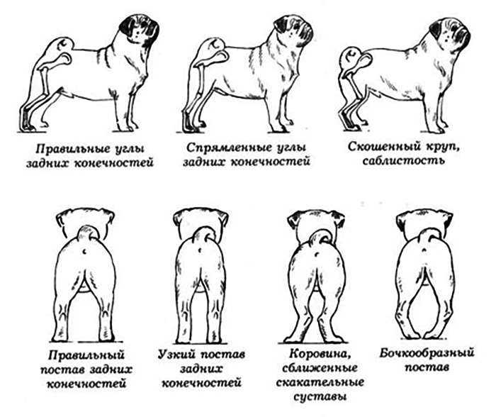 Все о течке у собак: от физиологических особенностей до нюансов поведения
