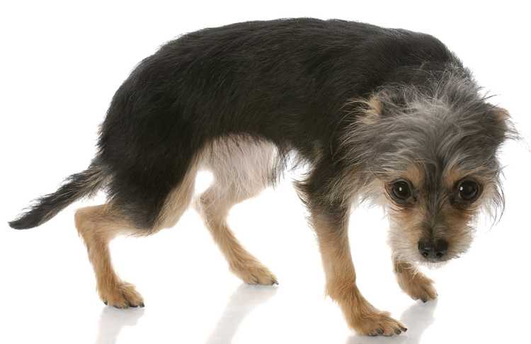 Собака или щенок боятся гулять на улице: что делать хозяину?