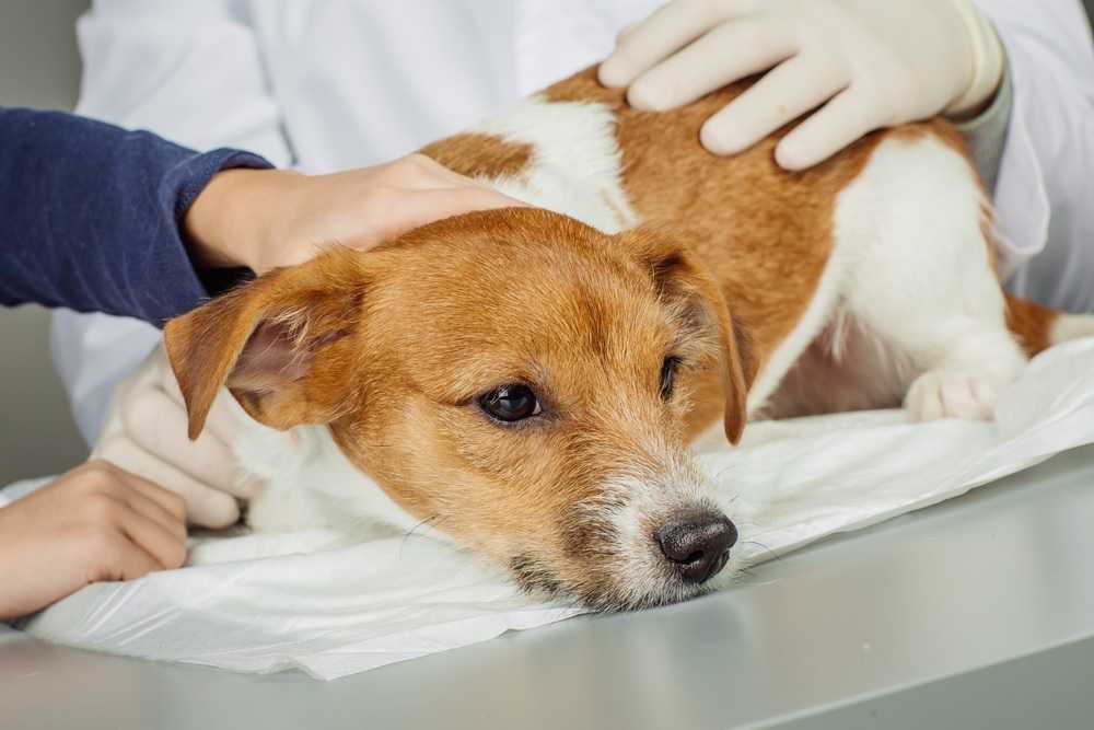 Почему собака после еды срыгивает: причины, симптомы, диагностика, лечение и профилактика | блог ветклиники "беланта"