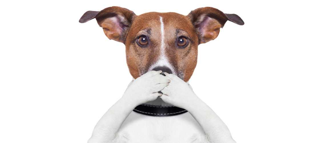 Причины появления запаха псины у собак: порядок избавления от аромата