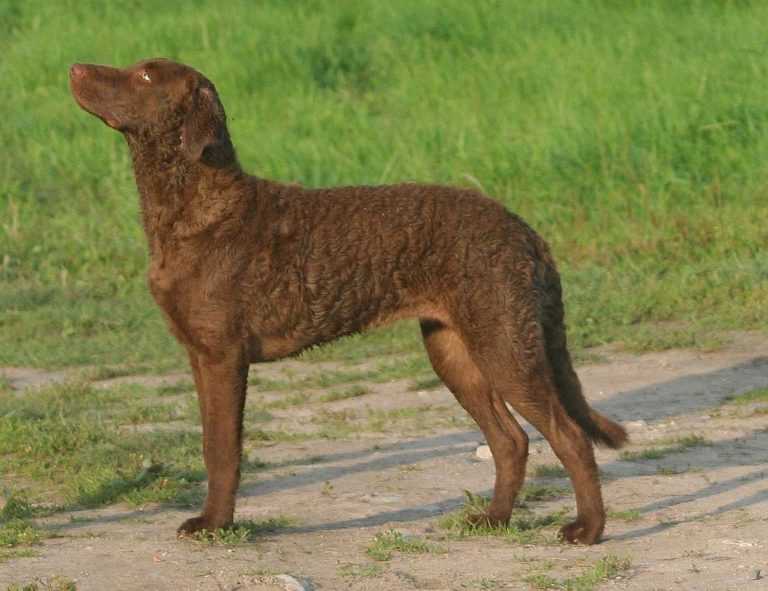 Чесапик бей ретривер – уникальный подружейный пес для охоты на уток