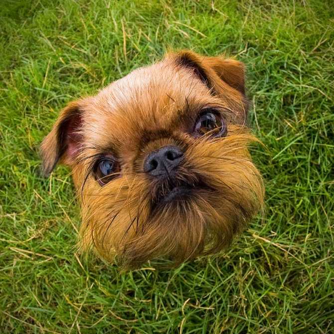 Брюссельский гриффон: описание породы, характер собаки и щенка, фото, цена