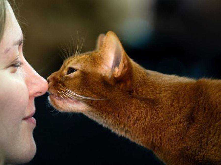Правда ли что кошки любят целоваться?