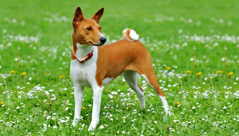 Басенджи собака. описание, особенности, виды, цена и характер породы басенджи | живность.ру