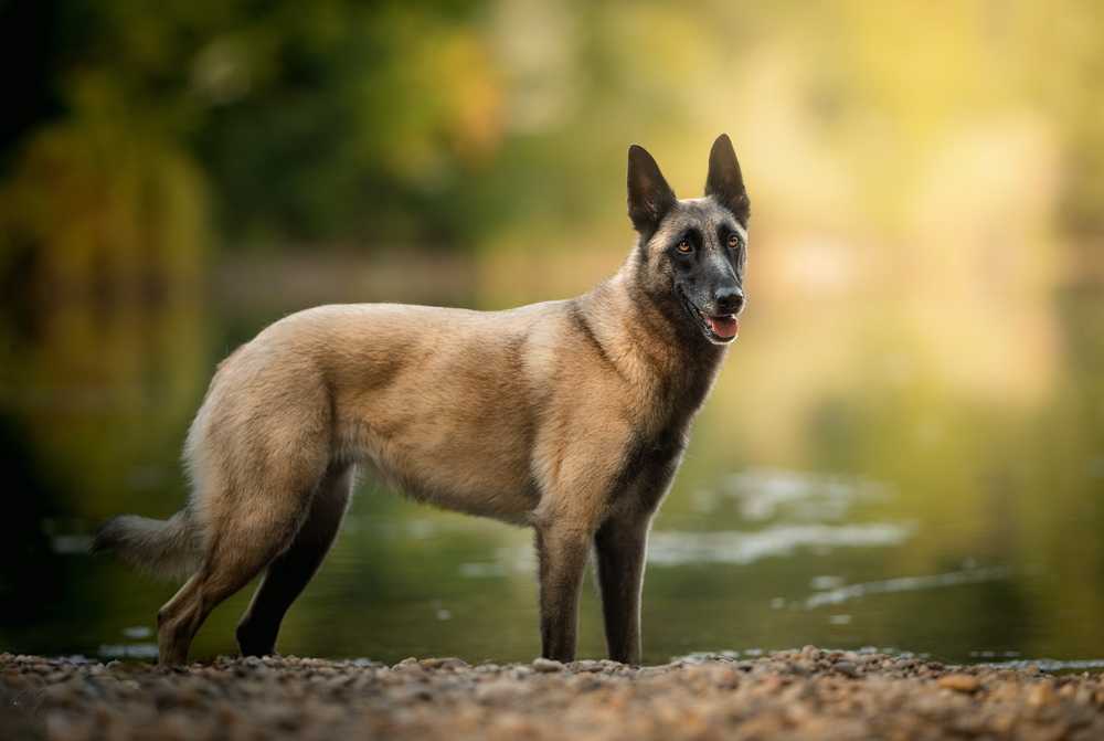 Малинуа — бельгийская овчарка: история происхождения и характер собаки