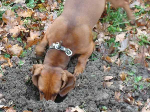 Почему собака роет ямы, с чем связаны такие действия
