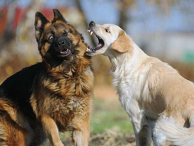 Виды агрессии у собак – на что питомцы реагируют агрессивно?