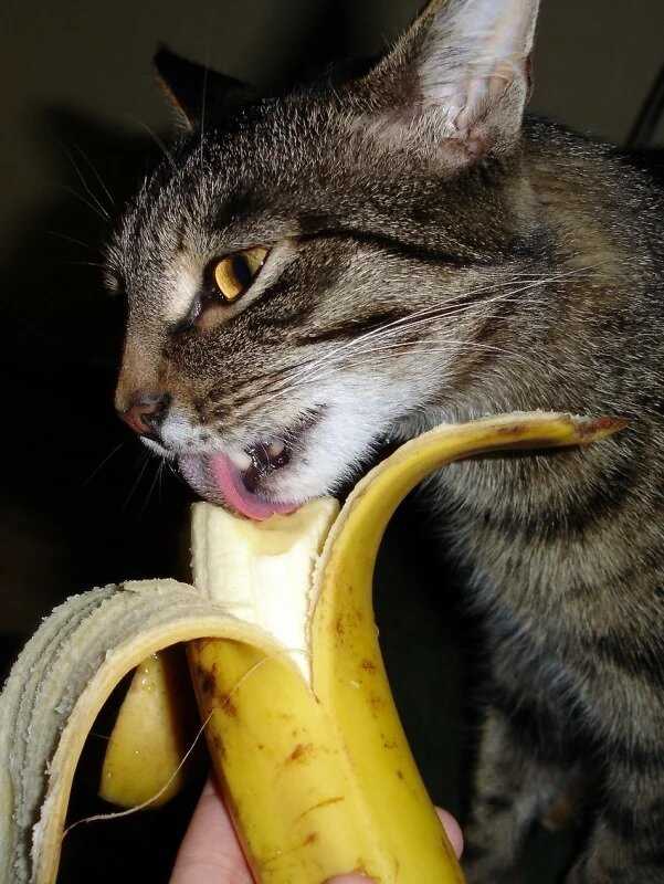 Можно ли кормить кошку бананами