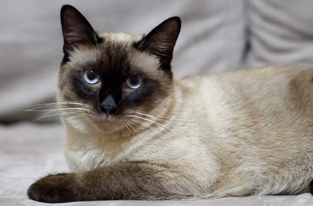 Тайская кошка (110 фото): цена котенка, факты, стандарты породы, плюсы и минусы характера