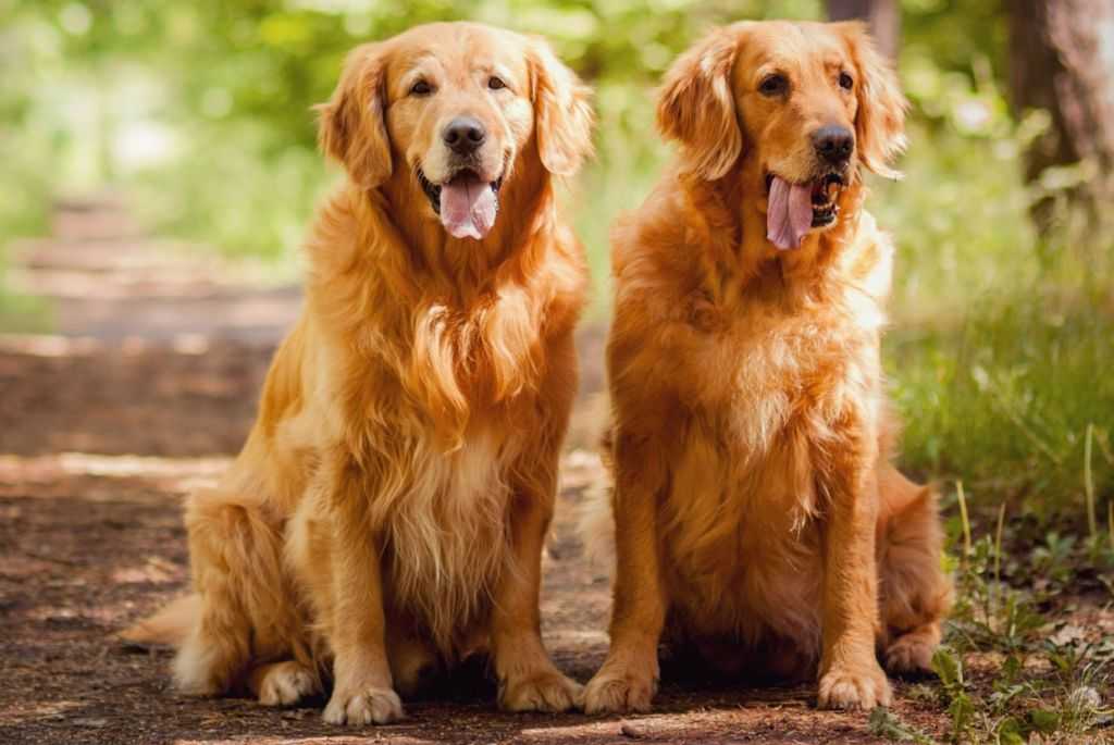 Золотистый ретривер собака. описание, особенности, характер, уход и цена породы | живность.ру