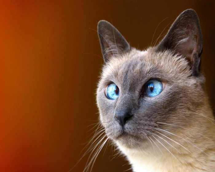 Порода кошек с раскосыми глазами