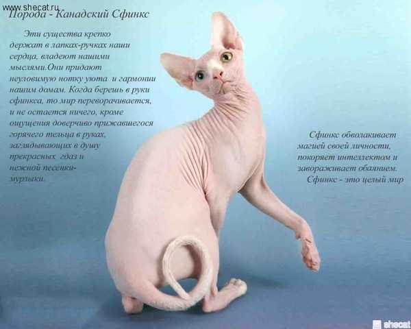 Канадский сфинкс — все о кошке с фото и описанием основных характеристик породы (окрас, внешний вид, уход)