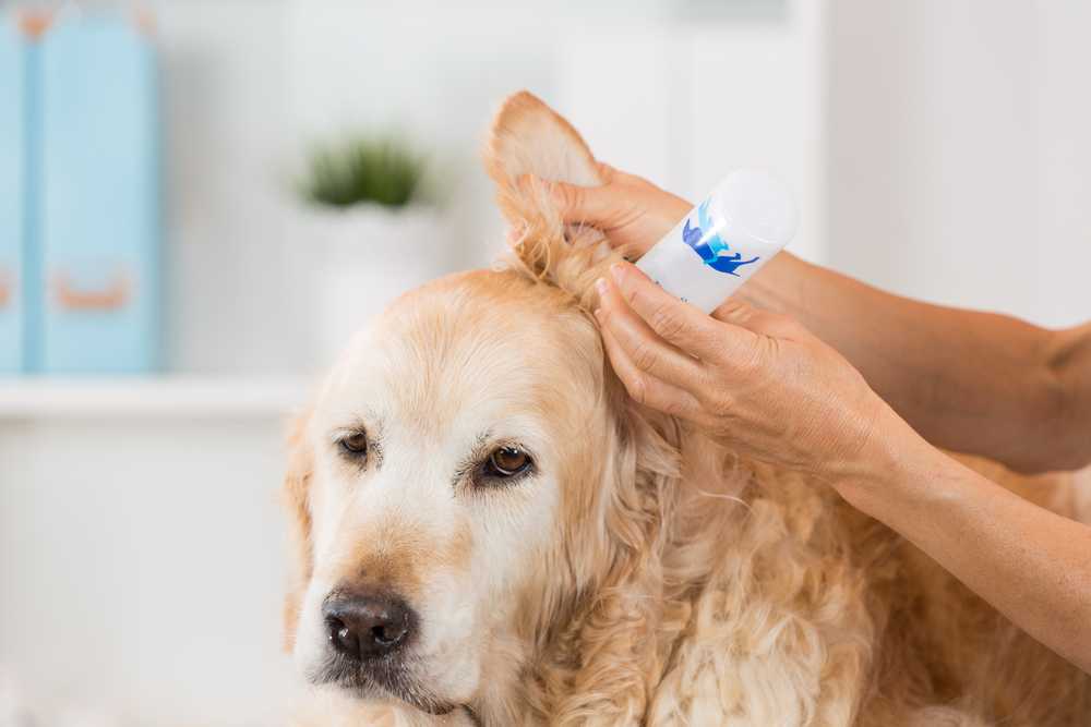 ᐉ как почистить собаке уши? - ➡ motildazoo.ru
