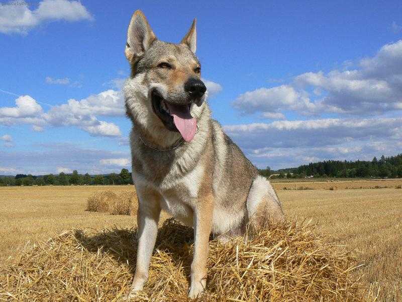 Чехословацкий влчак - 101 собака