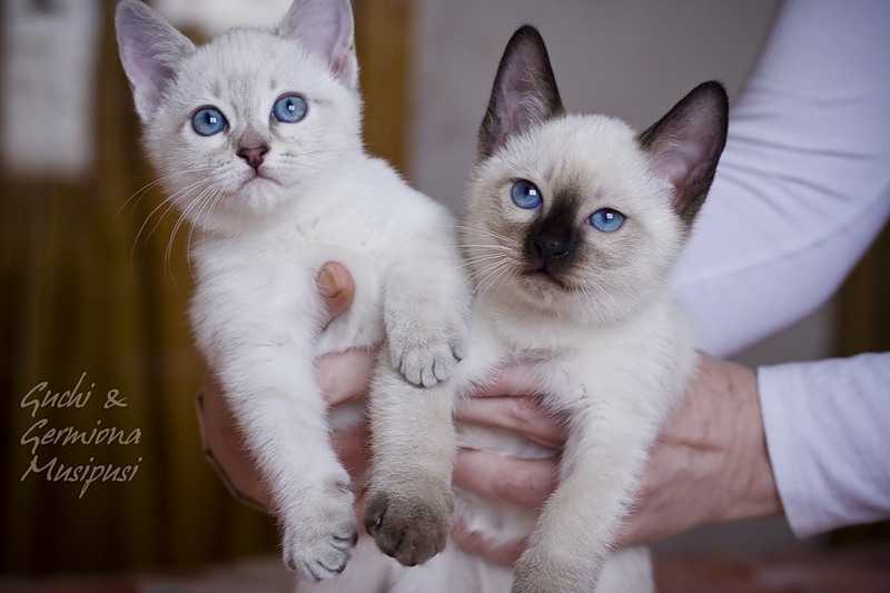 Как назвать серого котенка мальчика и девочку: популярные и красивые имена