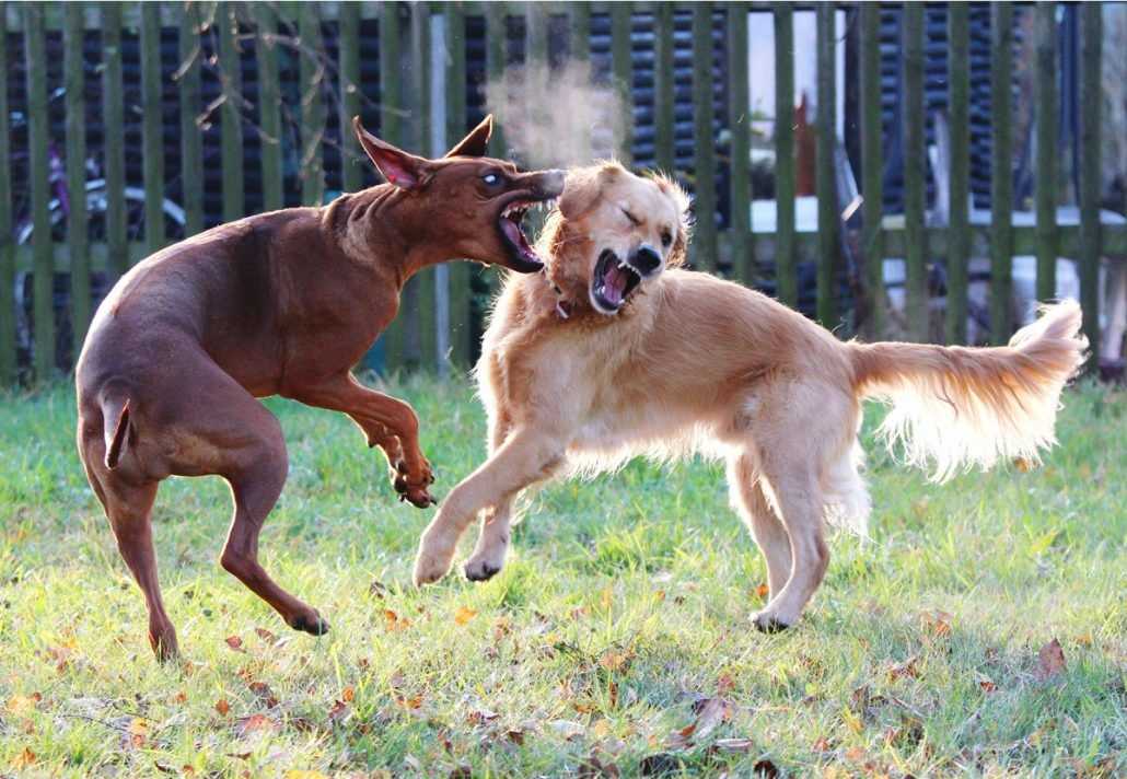 Агрессивная собака – это собака, которую наказывают - это доказывают результаты исследований