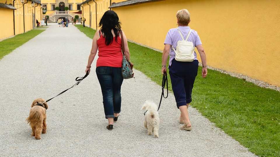 Первая прогулка щенка на улице: когда можно гулять, подготовка, что взять с собой