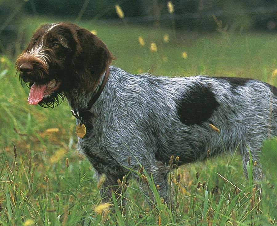 Охотничьи породы собак — фото, названия, описание