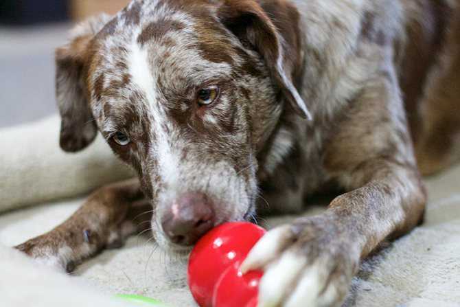 Как отучить собаку грызть вещи: методы корректировки поведения щенка и взрослого питомца