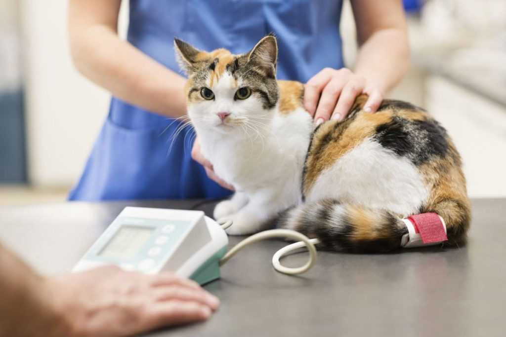 Криптоспоридиоз у собак и кошек: симптомы, лечение и профилактика