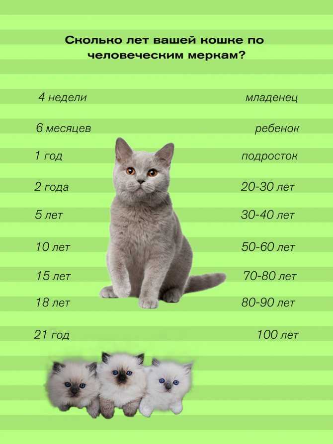 Роды у кошек: поэтапное описание процесса от начала до конца, помощь и уход за кошкой после родов, признаки скорых родов