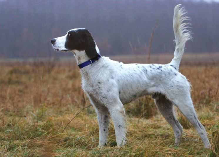 Охотничьи породы собак с названиями и характеристиками рабочих качеств