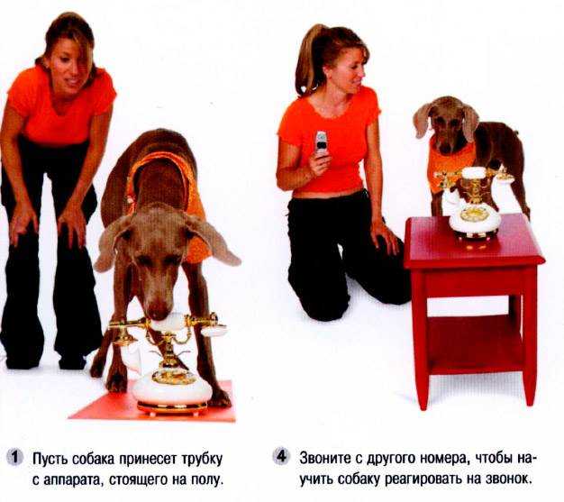 Как научить собаку приносить палку, игрушку, мячик: возраст дрессировки и разучивание команды «апорт»