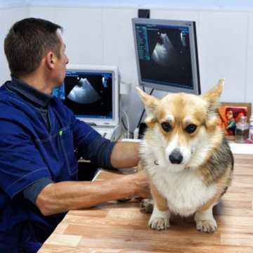 Пиометра у собак: симптомы, лечение, что это такое?