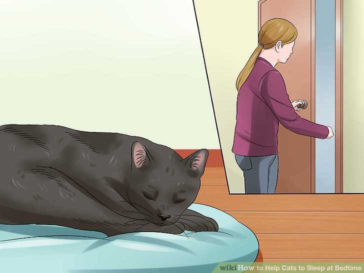 11 советов, как приучить кошку спать ночью
