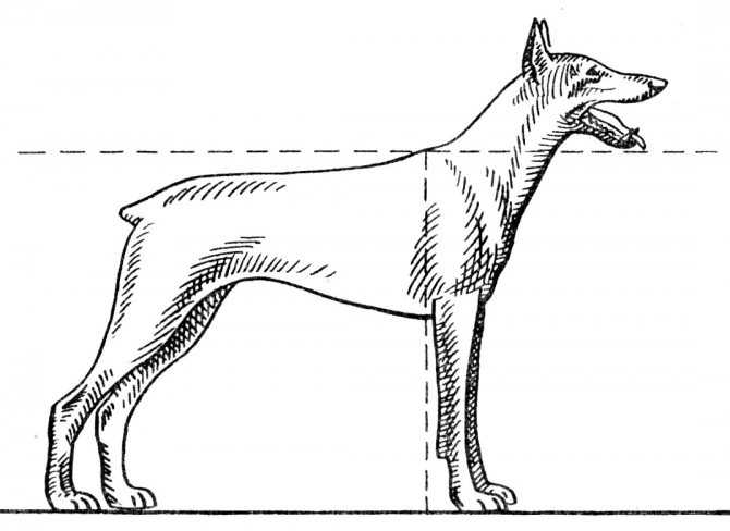 Как мерить высоту холке собаки. где находится холка у собак: измеряем рост питомца правильно. каким инструментом производится