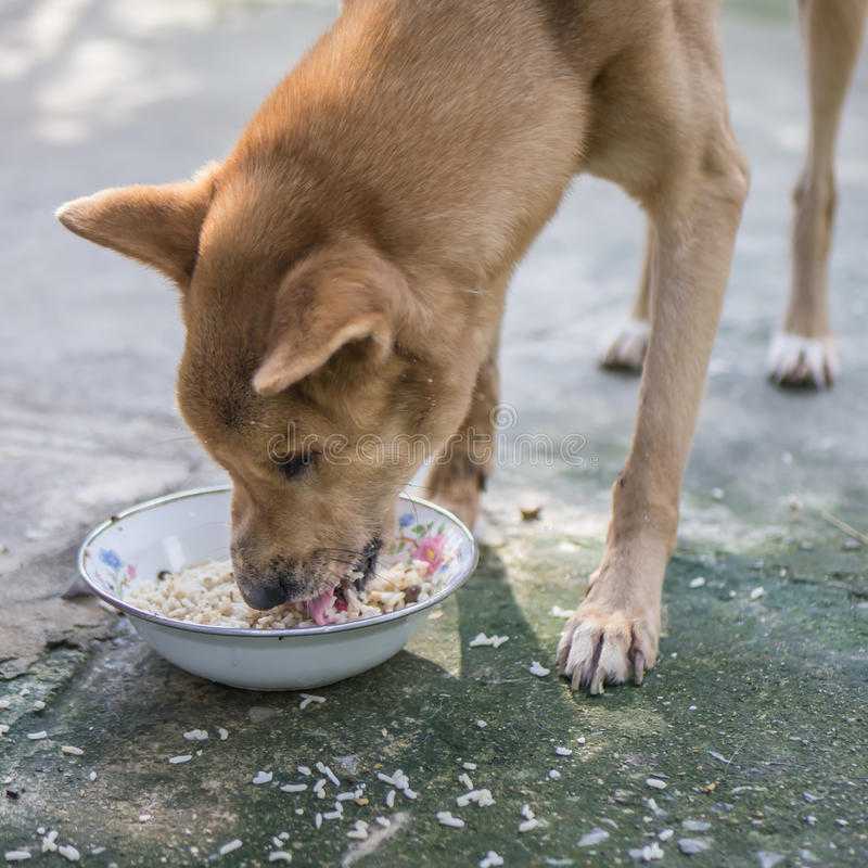 Собаки, почему собака отказывается от еды